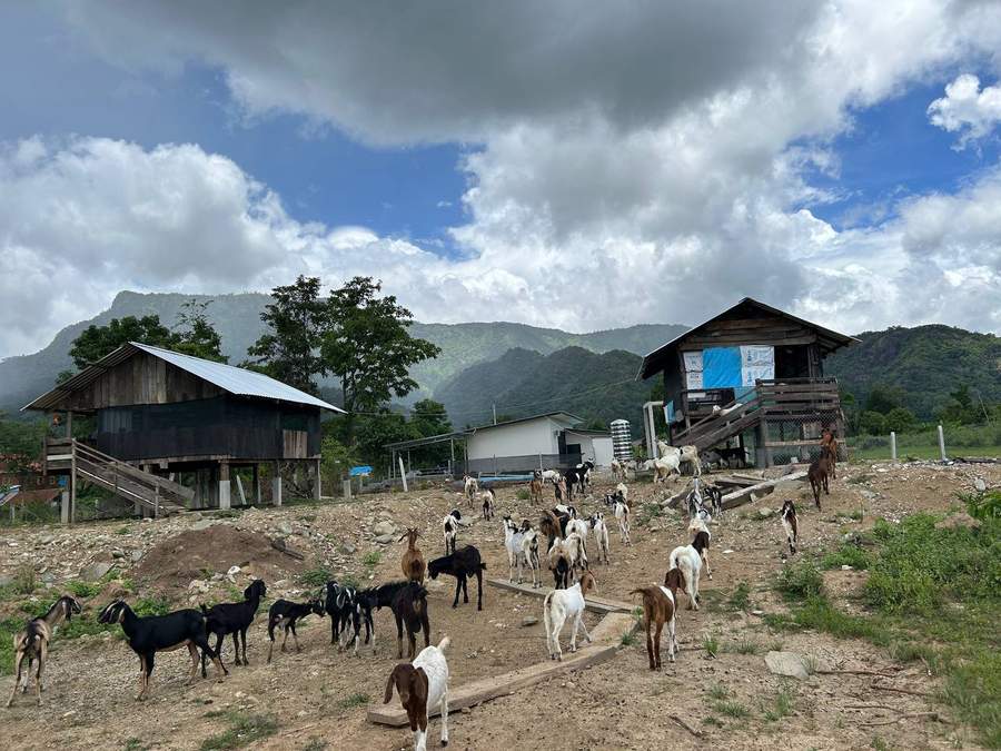 Herd of goats near wooden stilt houses in village with mountains
