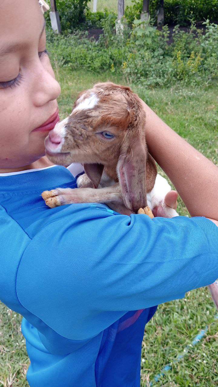 Woman holding baby goat close to her face