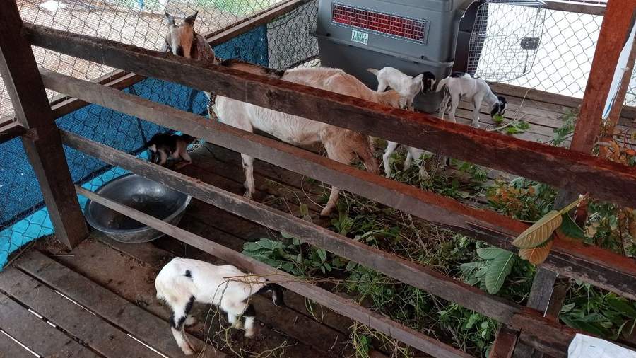 Goats feeding in wooden pen with baby goats nearby