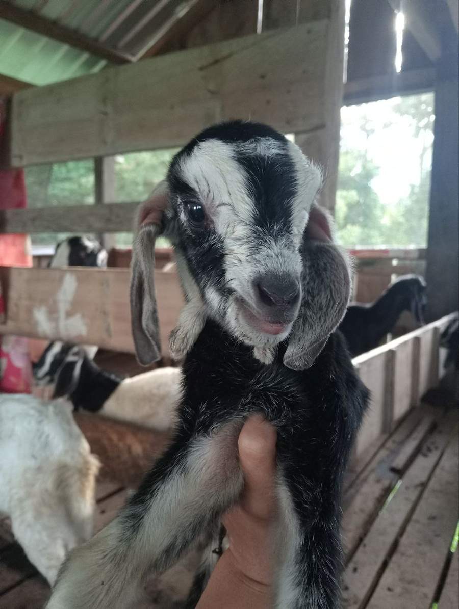 Black and white baby goat being held close-up