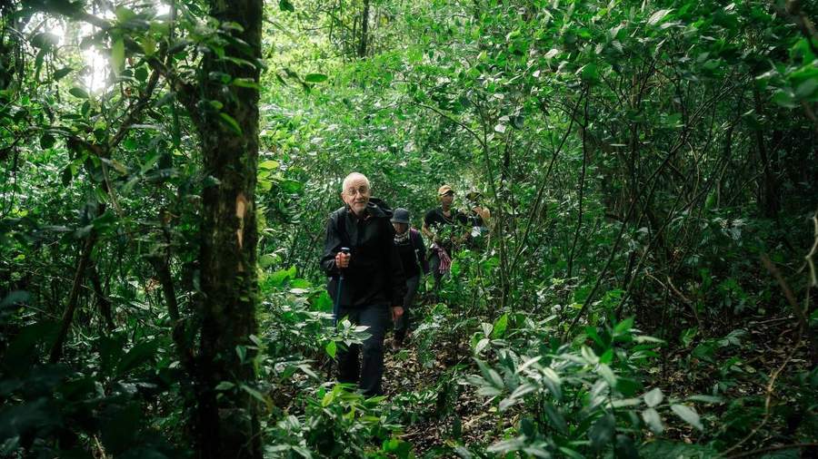 Older man hiking through dense jungle with walking stick