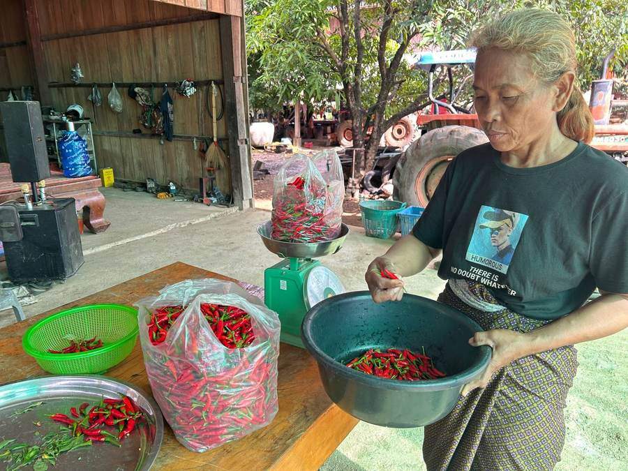 Woman sorting red chili peppers into bags at market stall