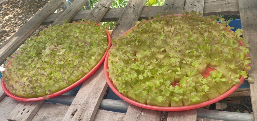 Lettuce seedlings growing in circular trays