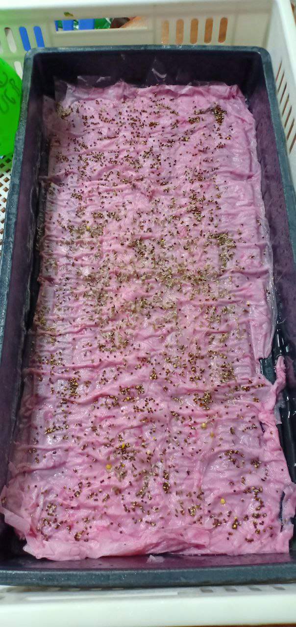 Seeds germinating on pink damp cloth in black tray