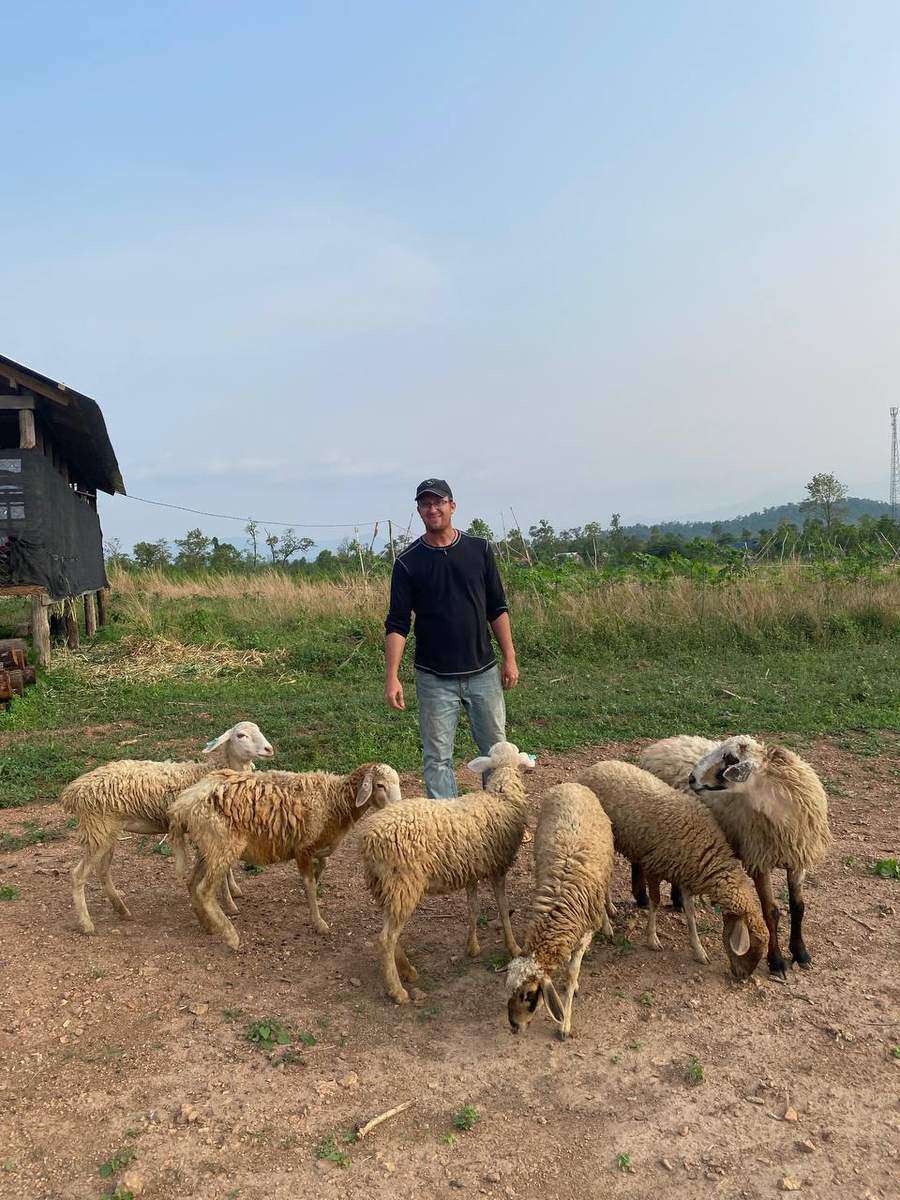 Man standing with flock of sheep in grassy field