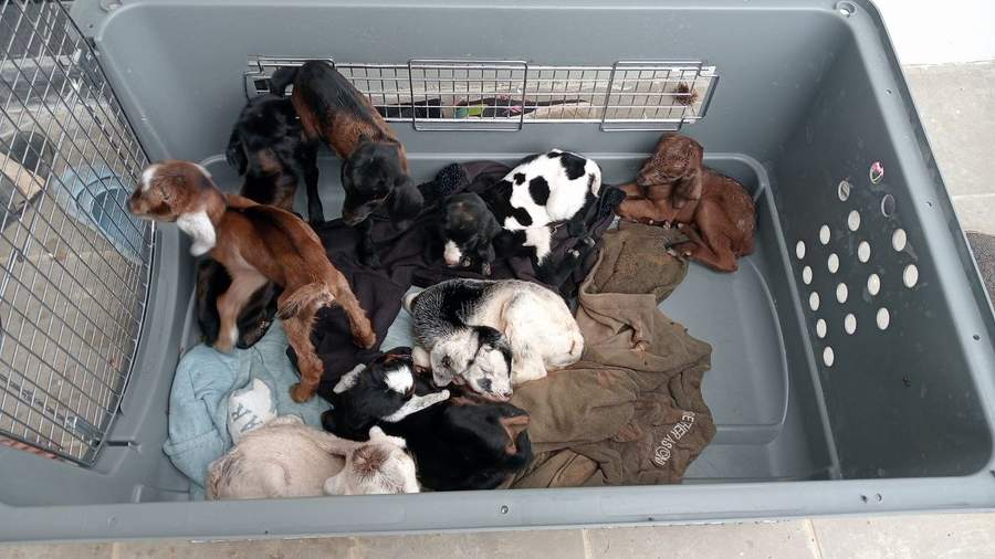 Group of puppies sleeping together in grey plastic pet carrier