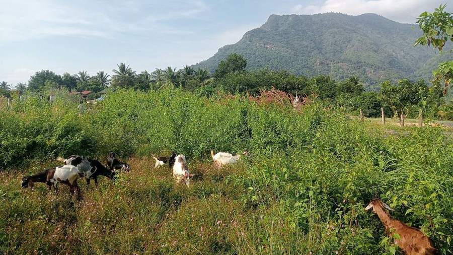 Goats grazing in green field with palm trees and mountain backdrop