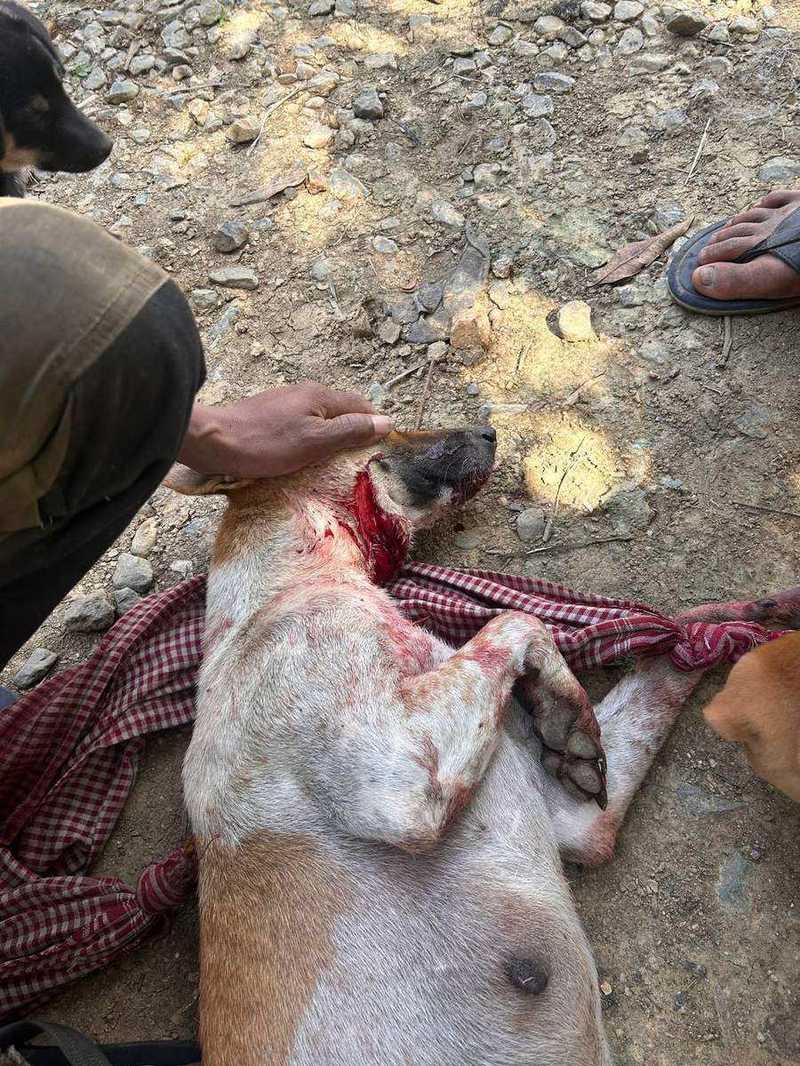 Dog lying on ground during traditional village butchery