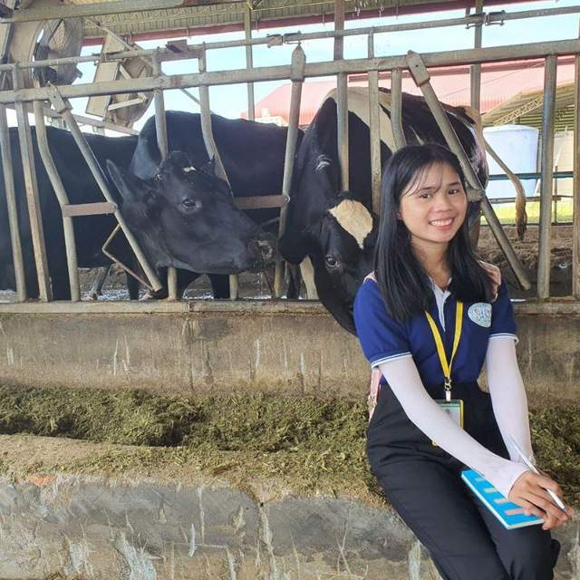 Woman sitting with dairy cows in barn