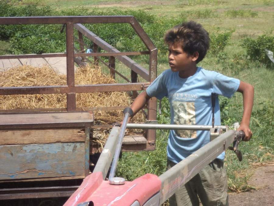 Boy in blue shirt operating hand tractor with hay cart