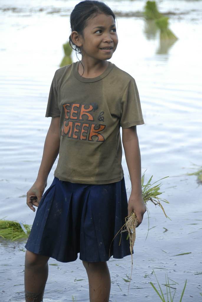 Girl in brown t-shirt and blue skirt standing in rice paddy holding rice seedlings