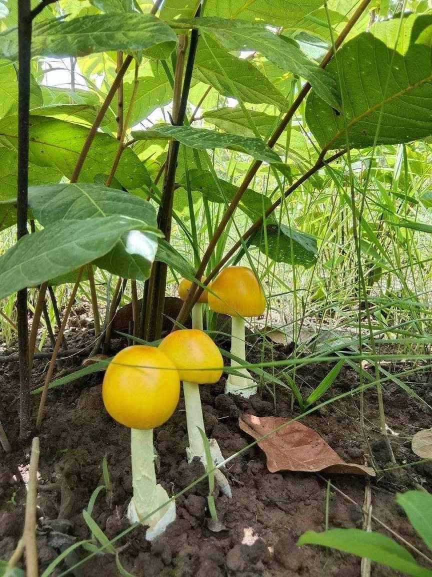 Yellow mushrooms growing in soil under green leaves