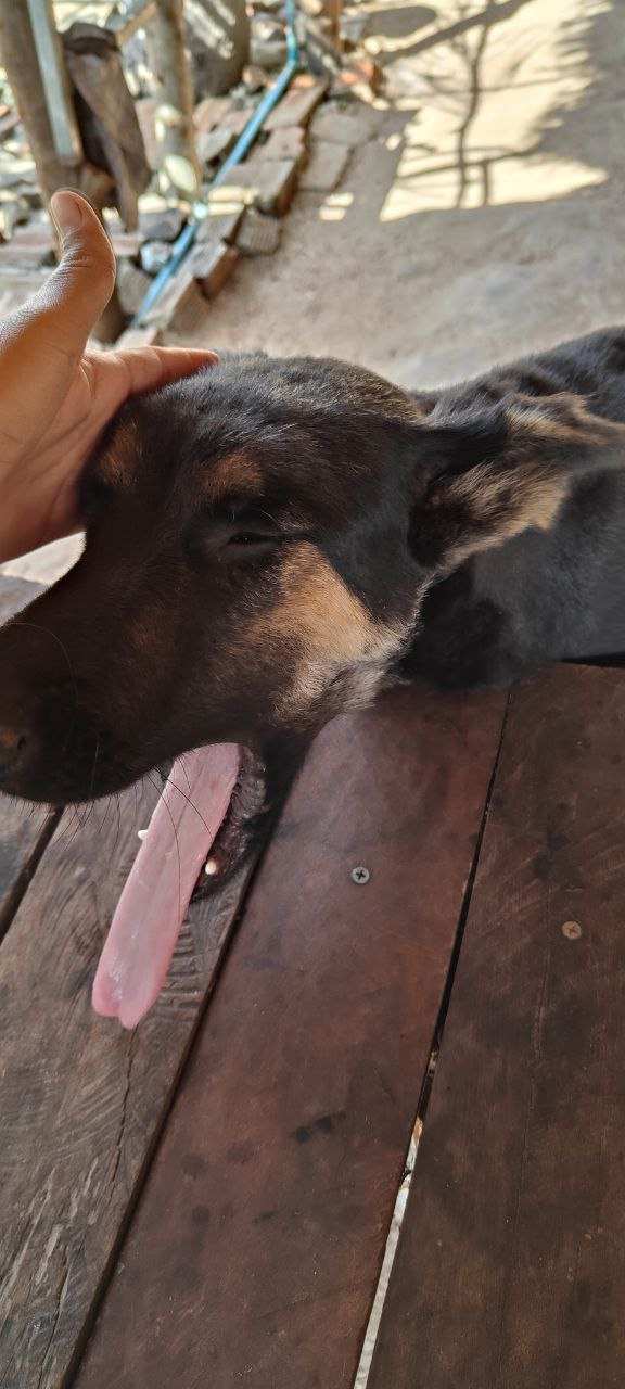 Dog resting on wooden table being petted