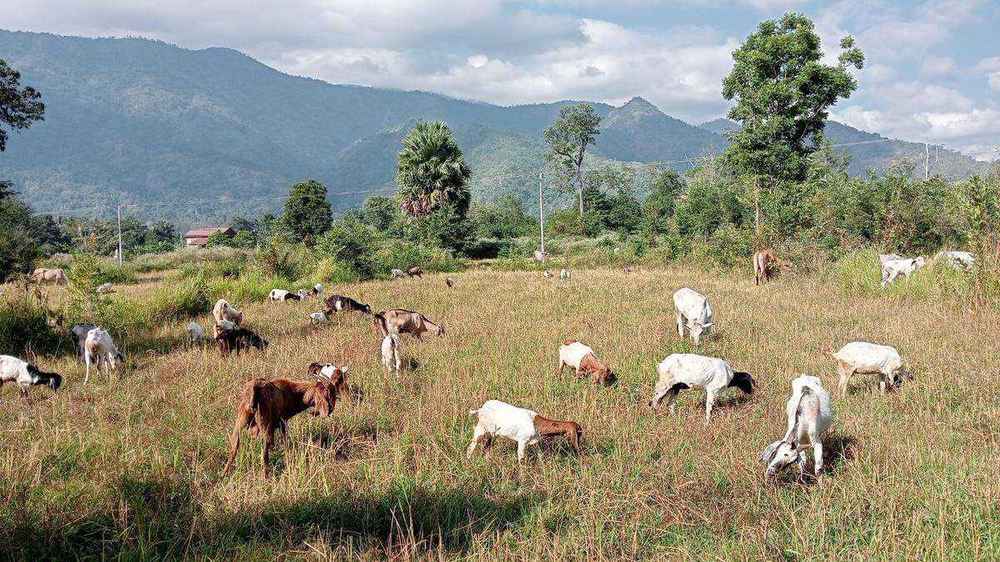Sustainable livelihoods — goat herding