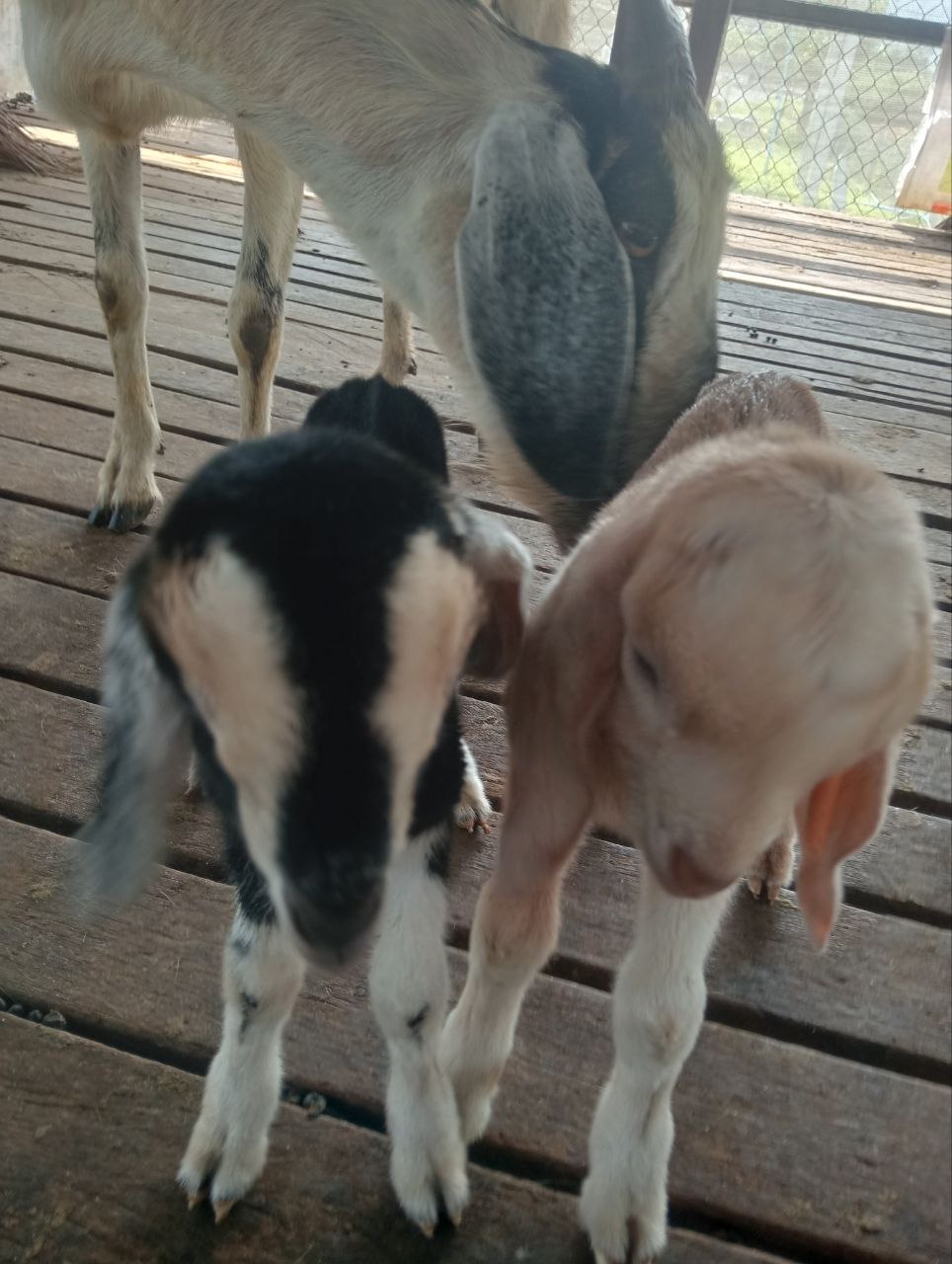Goat breeding and deployment program