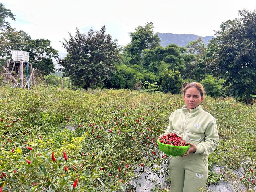 Woman harvesting hot peppers in Phnom Samkos