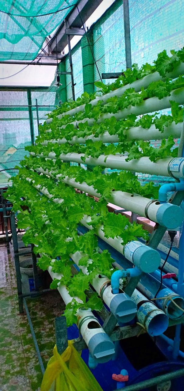 Hydroponic seedling trays with leafy greens at GSO training center