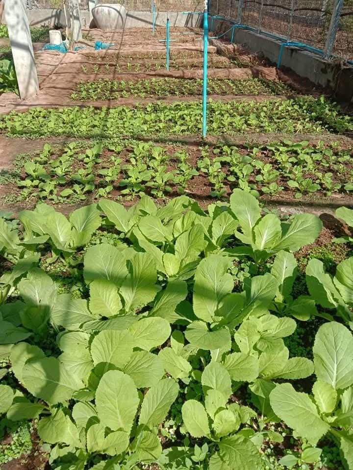 High-value shade-house crops