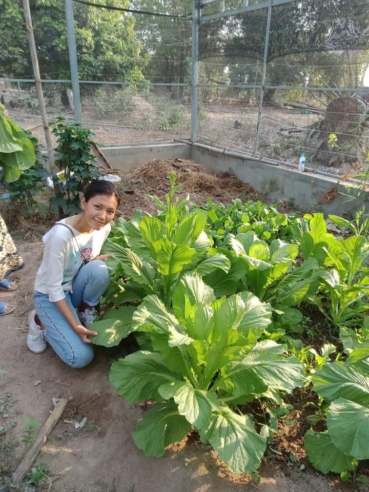 Shade house crops