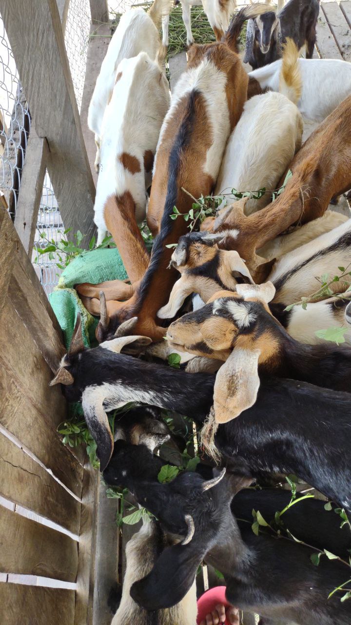 Volunteer experience in rural Cambodia