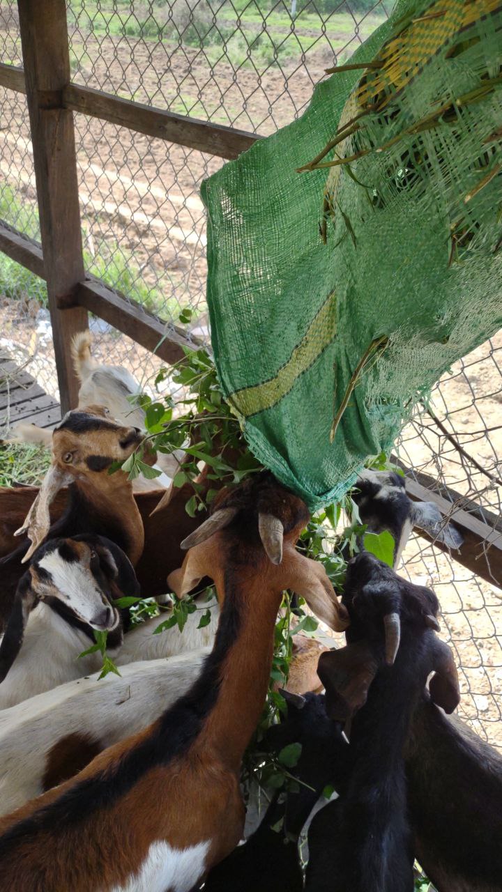 Volunteer experience in rural Cambodia